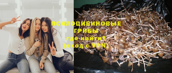 прущие грибы Михайловск